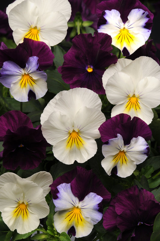 Pansy Cool Wave Berries ‘n Cream Mix - Blessings Grow Meadows