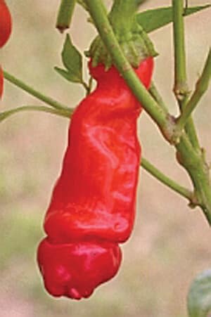 Red Peter Hot Pepper Seeds - Blessings Grow Meadows