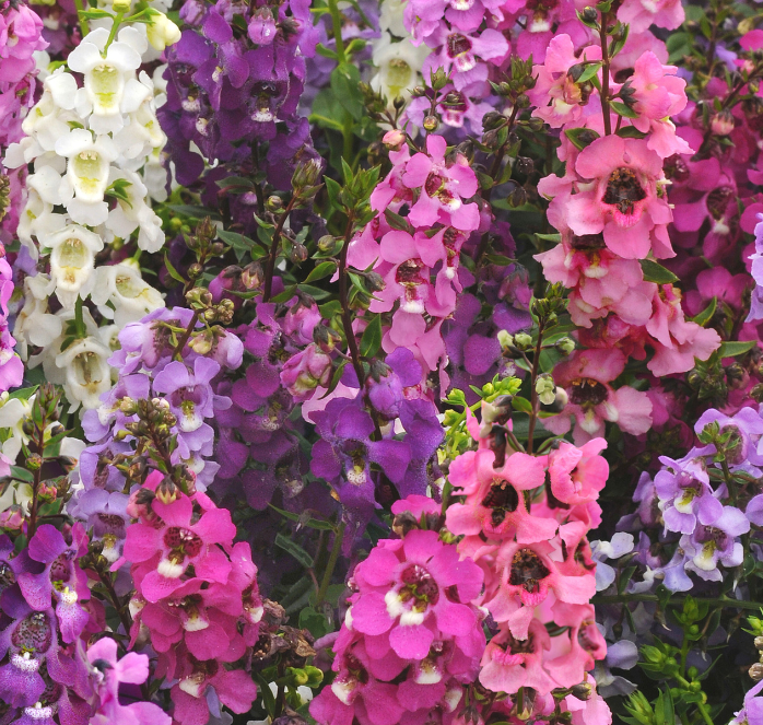 Serena Hybrid Mix Angelonia Seeds - Blessings Grow Meadows
