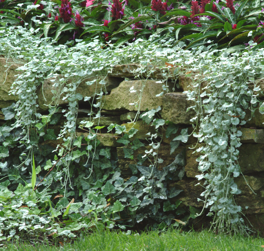 Silver Falls Dichondra Seeds - Blessings Grow Meadows