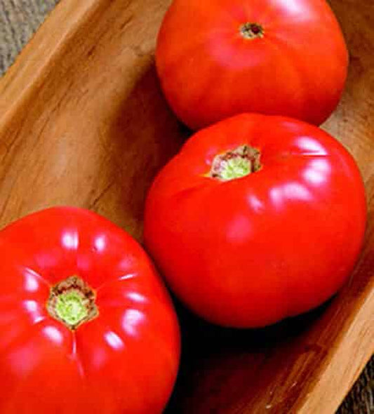 Skyway Hybrid Tomato Seeds - Blessings Grow Meadows