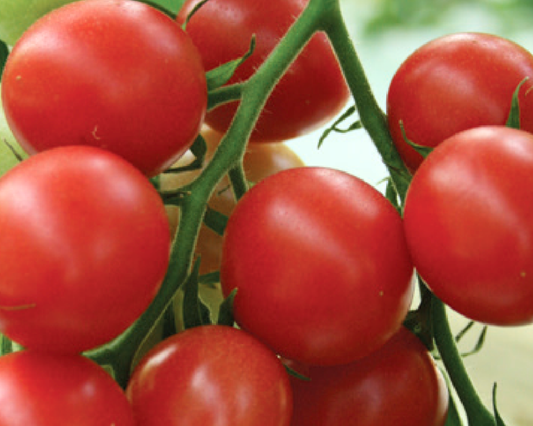 Sunpeach Hybrid Tomato Seeds - Blessings Grow Meadows