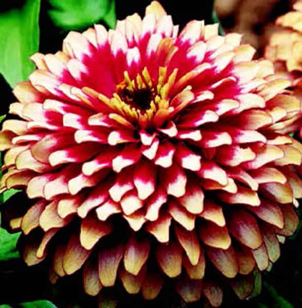 Swizzle Series Cherry & Ivory Zinnia Seeds - Blessings Grow Meadows