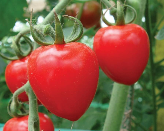 Tomatoberry Garden Hybrid Tomato Seeds - Blessings Grow Meadows