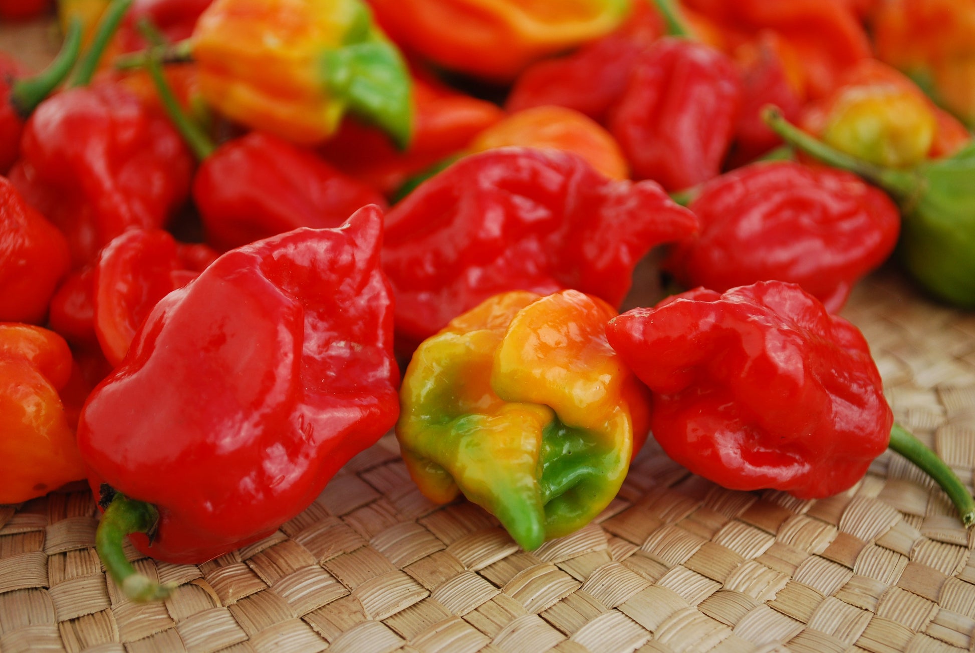 Trinidad Moruga Scorpion Hot Pepper Seeds - Blessings Grow Meadows