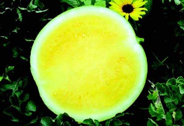 Yellow Buttercup Seedless Hybrid Watermelon Seeds - Blessings Grow Meadows