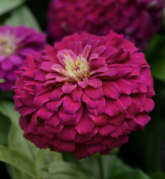 Zesty Purple Hybrid Zinnia Seeds - Blessings Grow Meadows