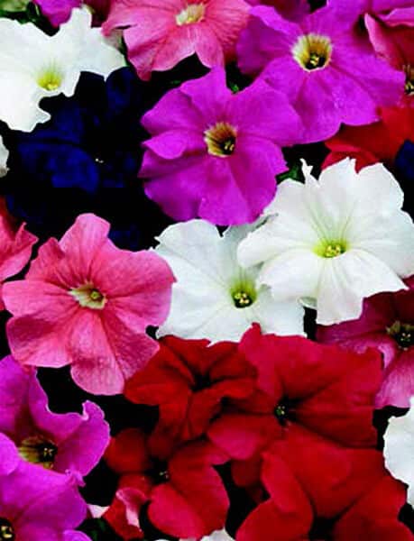 Dreams Hybrid Mix Petunia Seeds - Blessings Grow Meadows