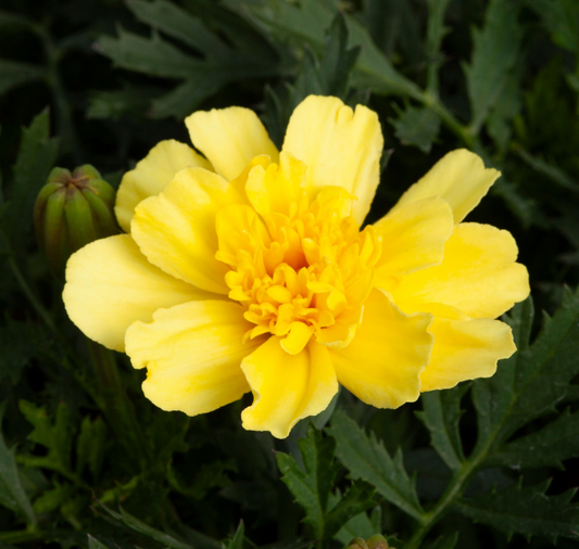 Alumia Vanilla Cream Marigold Seeds - Blessings Grow Meadows