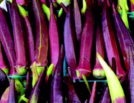 Burgundy okra seeds packet from Seeds 'n Such, featuring 50 seeds for planting vibrant okra in a home garden.