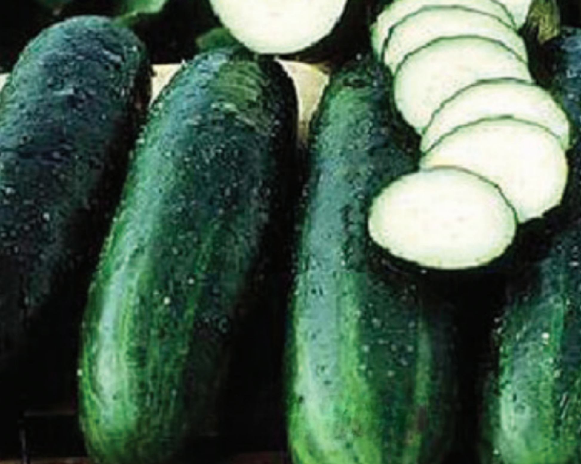 Bush Crop Cucumber Seeds - Blessings Grow Meadows