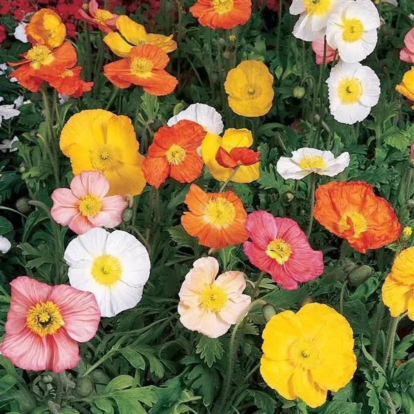 Packet of Seeds 'n Such Champagne Bubbles Hybrid Mix Poppy Seeds showing colorful mixed poppy flower seeds.