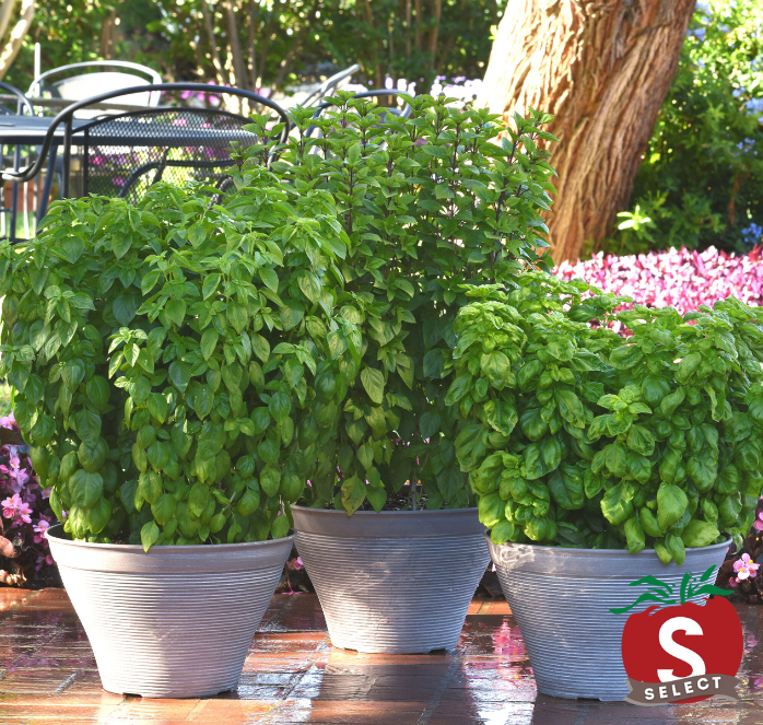 Everleaf Emerald Towers Basil Seeds - Blessings Grow Meadows