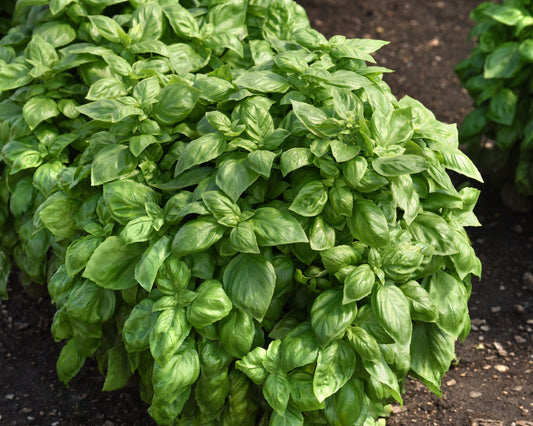 Everleaf Genovese Basil Seeds - Blessings Grow Meadows