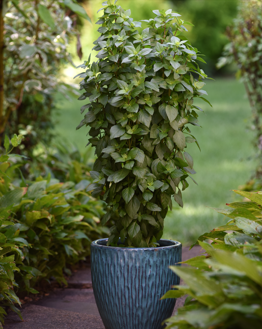 Everleaf Thai Towers Basil Seeds - Blessings Grow Meadows