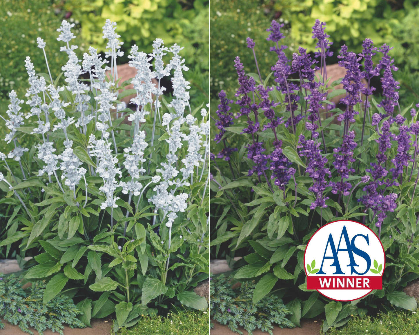 Evolution Mix Salvia Seeds - Blessings Grow Meadows