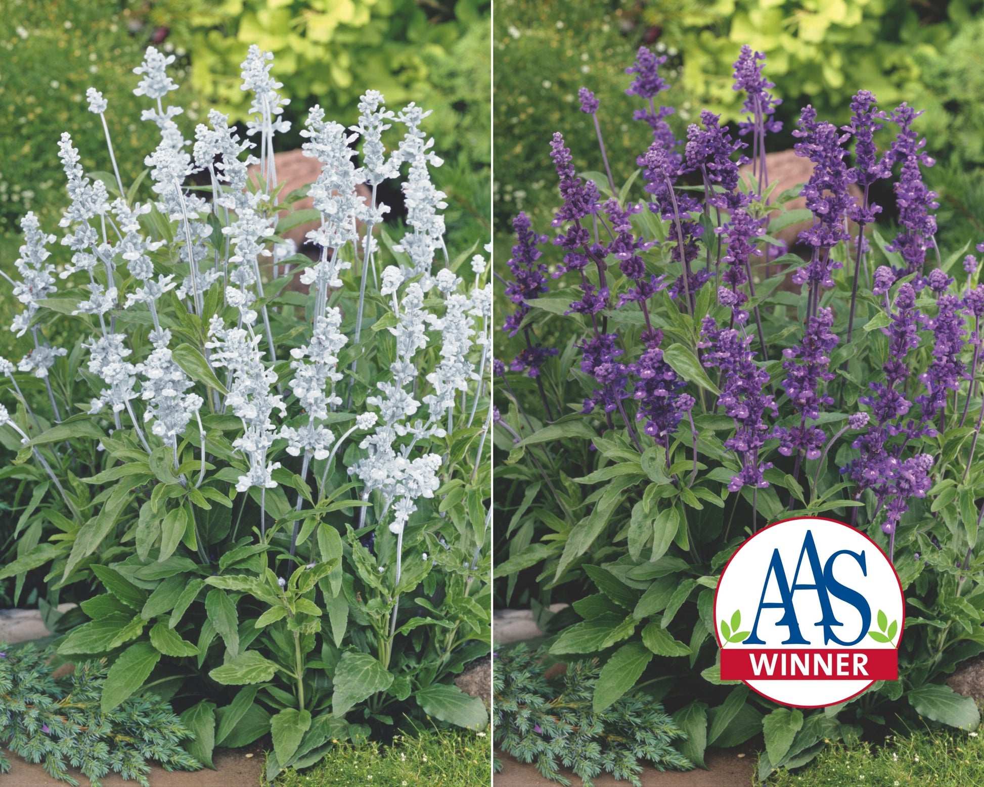 Evolution Mix Salvia Seeds - Blessings Grow Meadows