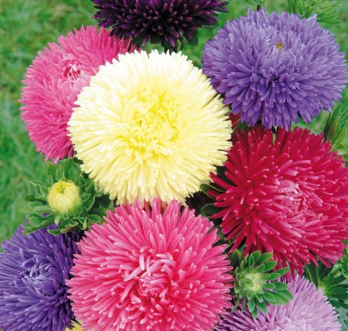 Gala Mix Aster Seeds - Blessings Grow Meadows