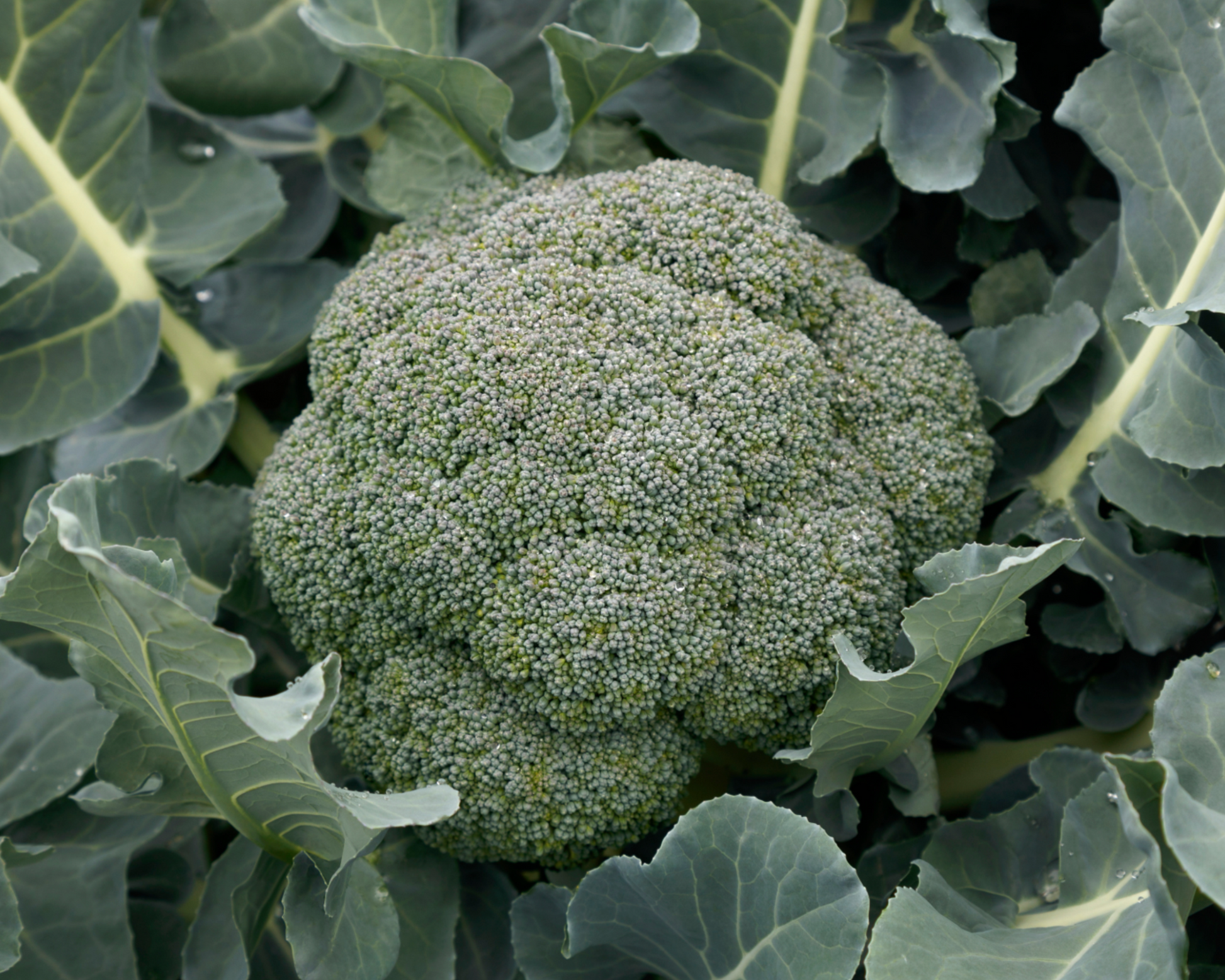 Packet of Seeds 'n Such Godzilla Hybrid Broccoli Seeds showing bright green broccoli seed packet with product label.