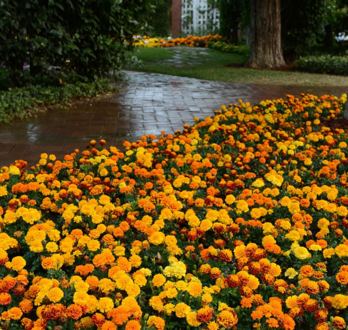 Hot Pak Mix Marigold Seeds - Blessings Grow Meadows