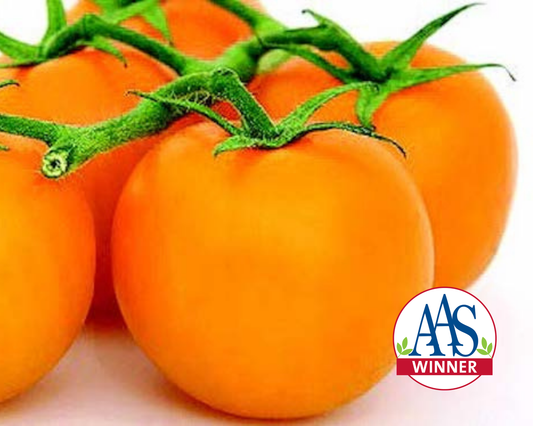 Jubilee Tomato Seeds - Blessings Grow Meadows