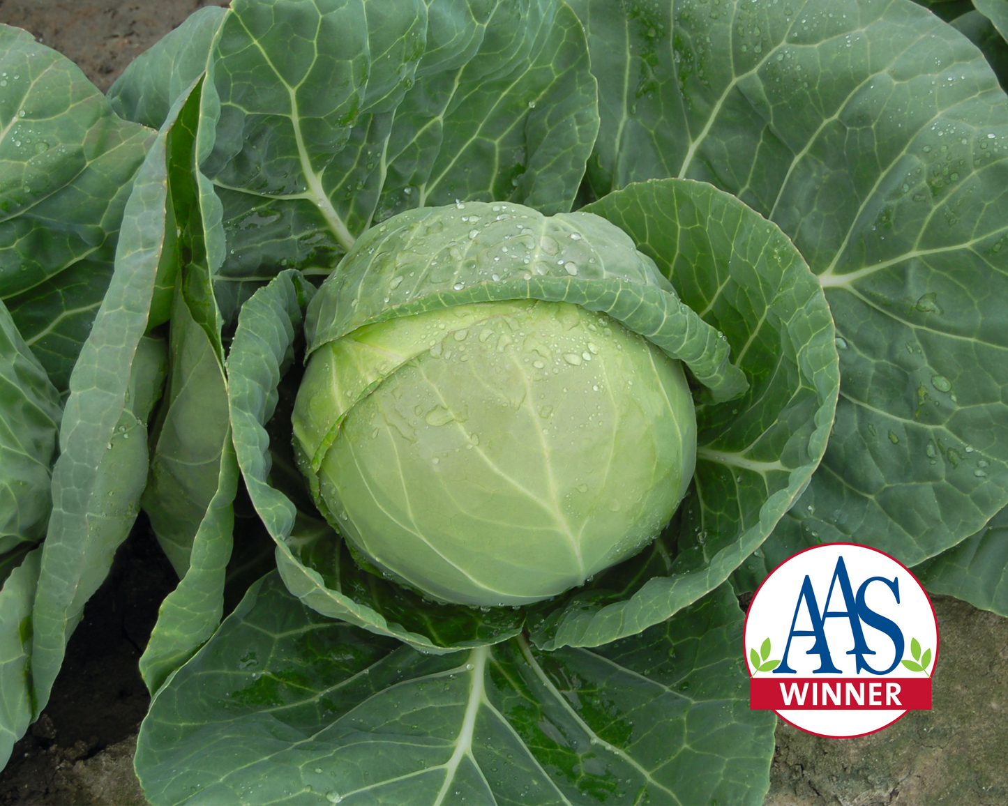 Katarina Hybrid Cabbage Seeds - Blessings Grow Meadows