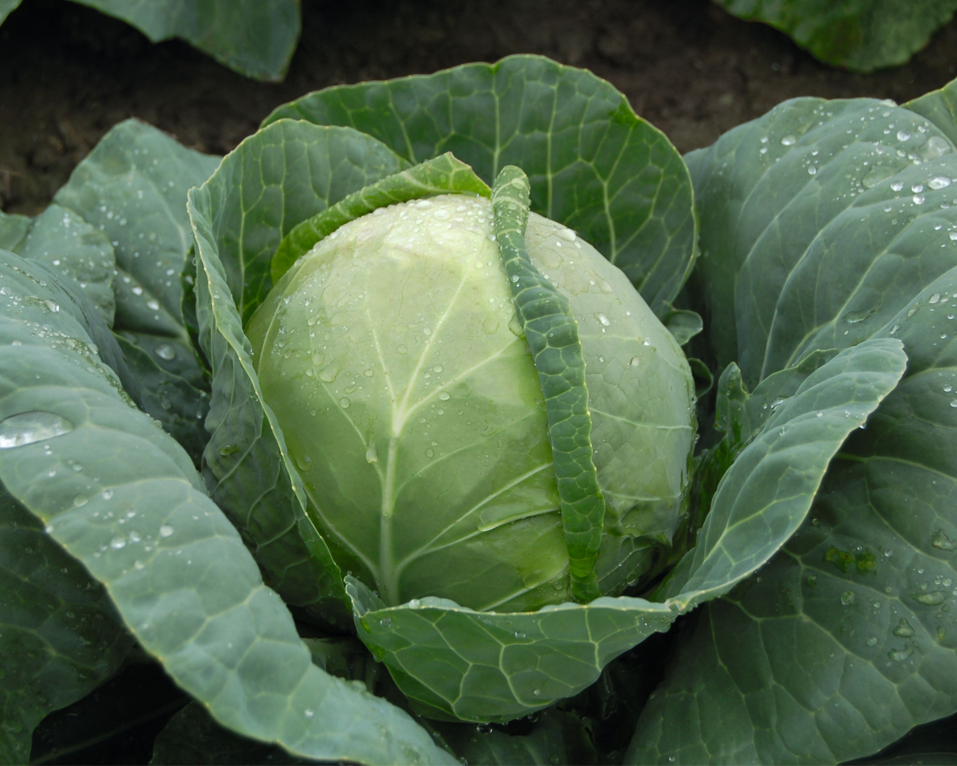 Katarina Hybrid Cabbage Seeds - Blessings Grow Meadows