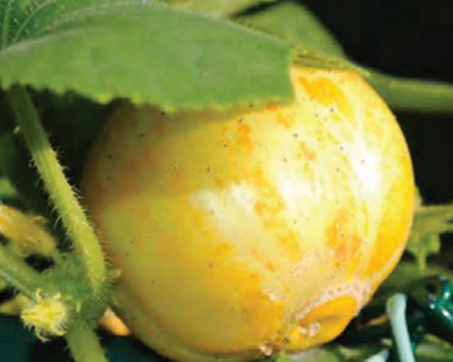 A smooth, round, pale yellow heirloom lemon cucumber from Seeds 'n Such grows on a vine, partially hidden by green leaves and stems, with subtle orange streaks on its skin. Grown from Lemon Cucumber Seeds.