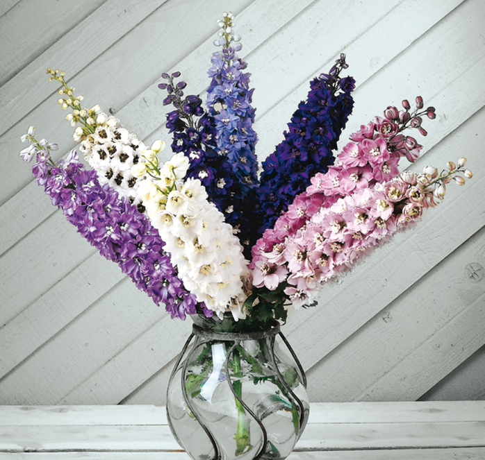 Magic Fountains Mix Delphinium Seeds - Blessings Grow Meadows