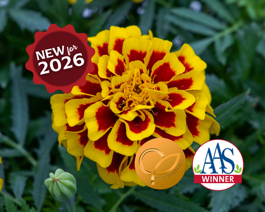 Packet of 50 Mango Tango Marigold Seeds from Seeds 'n Such, showing vibrant marigold flower seeds in a colorful packet.