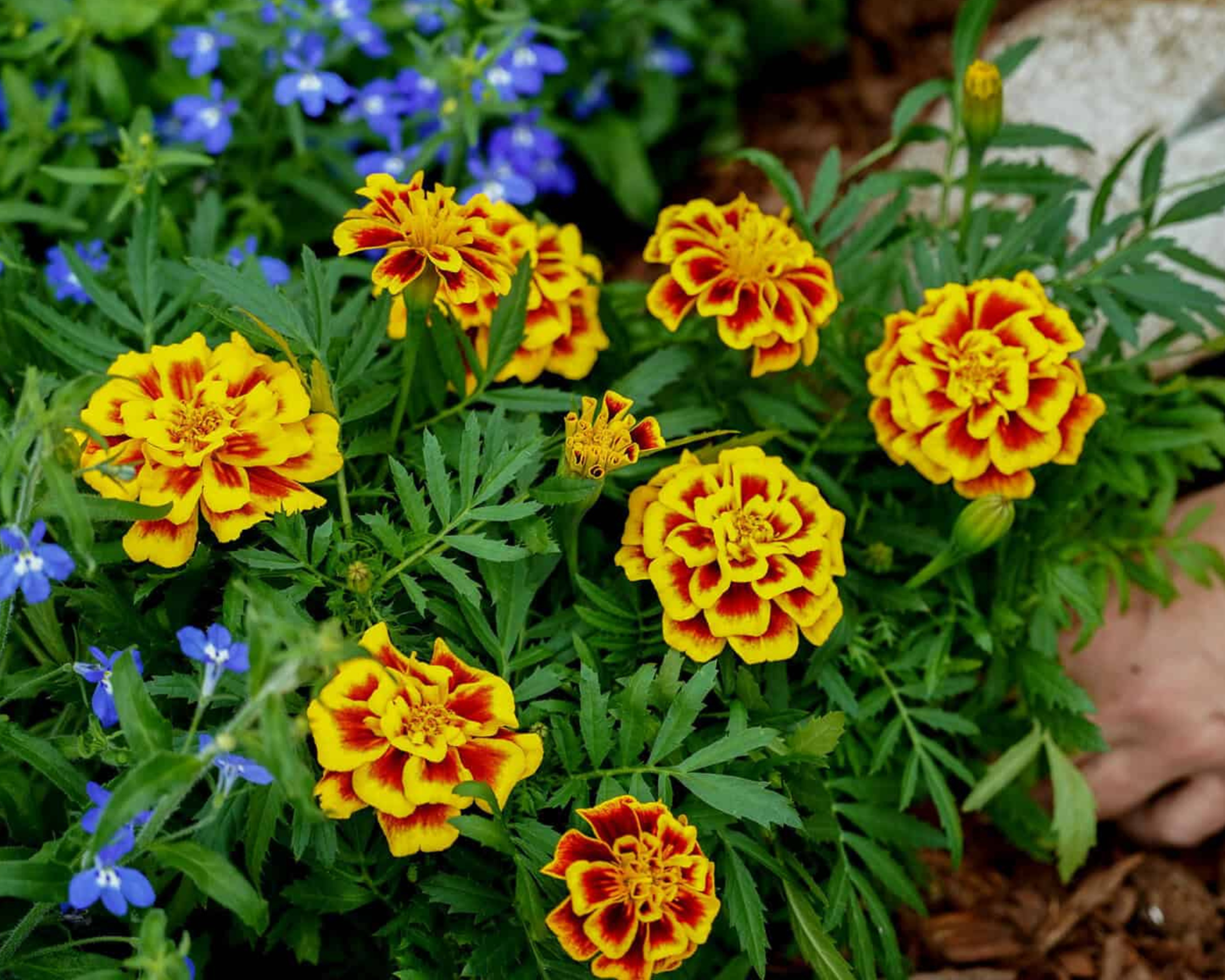 Packet of 50 Mango Tango Marigold Seeds from Seeds 'n Such, showcasing bright orange flower seeds for planting.