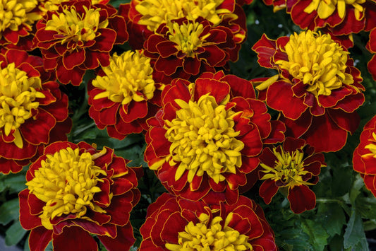 Marigold Super Hero Spry - Blessings Grow Meadows