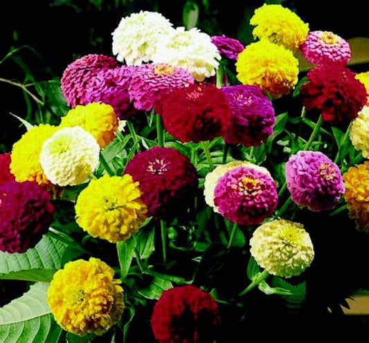 Oklahoma Formula Mix Zinnia Seeds - Blessings Grow Meadows