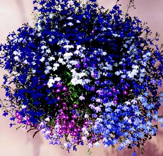 Regatta Formula Mix Lobelia Seeds - Blessings Grow Meadows