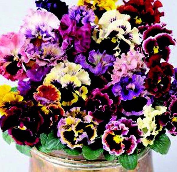 Ruffled Feathers Mix Pansy Seeds - Blessings Grow Meadows