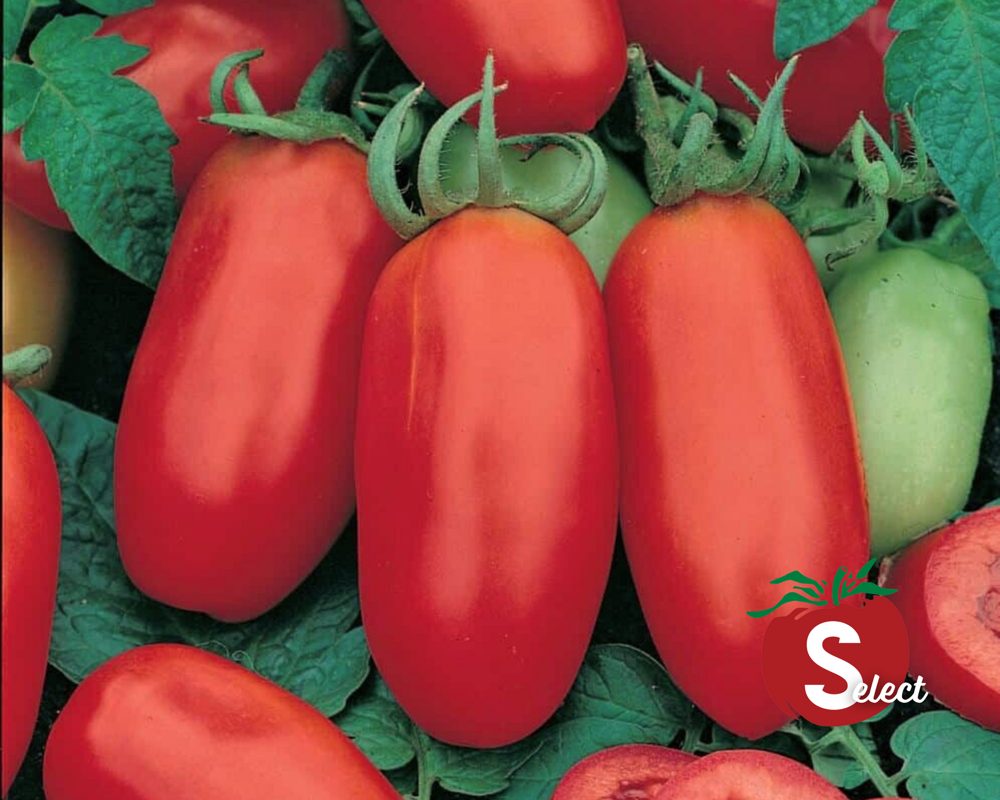 Clusters of ripe, oblong San Marzano tomatoes hang on green vines with leaves and a few unripe fruits—ideal for canning. The Seeds 'n Such logo, shaped like a tomato with an “S” and “Select,” appears in the corner.