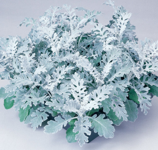 Silver Dust Dusty Miller Seeds - Blessings Grow Meadows