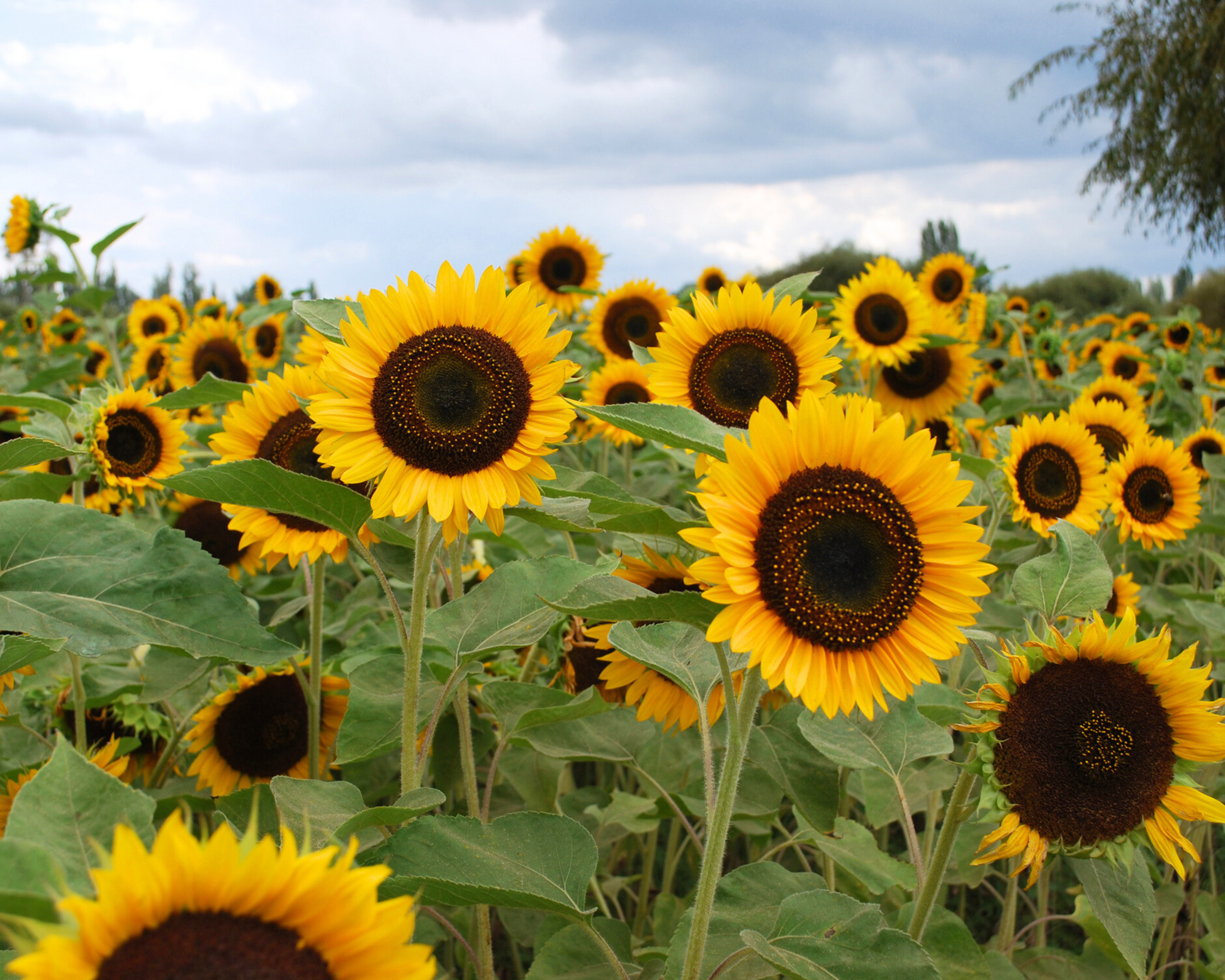 Taiyo Sunflower Seeds - Blessings Grow Meadows