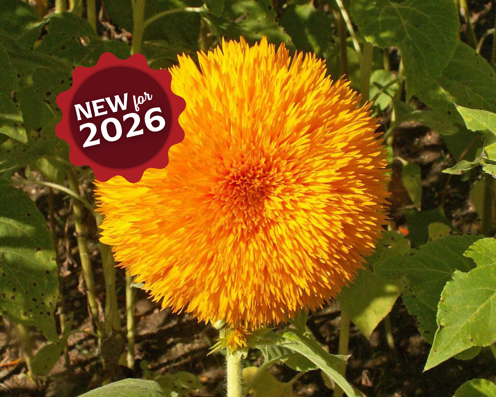 Tall Teddy Bear Sunflower Seeds - Blessings Grow Meadows