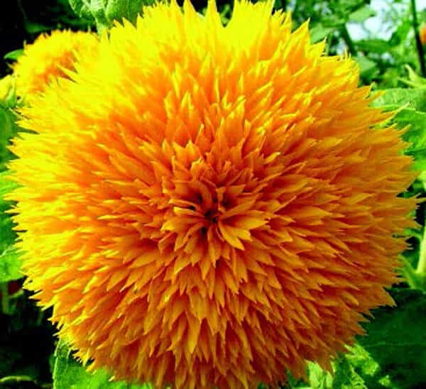 Teddy Bear Dwarf Sunflower Seeds - Blessings Grow Meadows