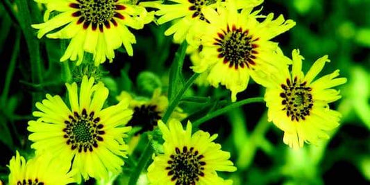 Tropical Fruits Madia Seeds - Blessings Grow Meadows
