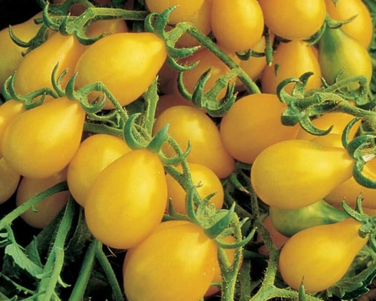 Yellow Pear Tomato Seeds - Blessings Grow Meadows
