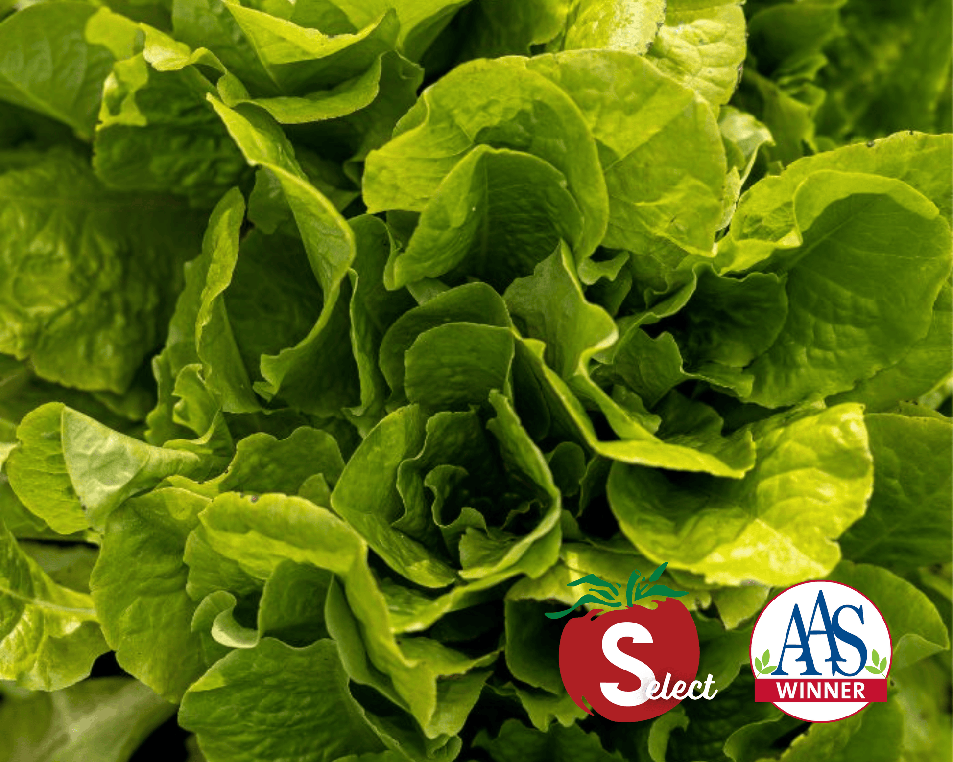 Buttercrunch Lettuce Seeds - Blessings Grow Meadows