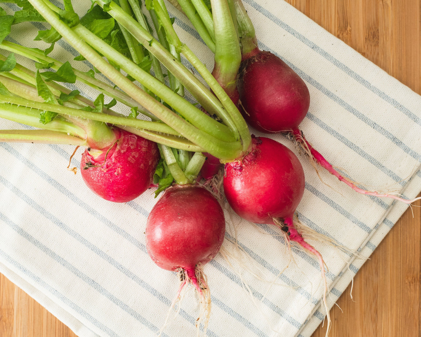 Cherry Belle Radish Seeds - Blessings Grow Meadows