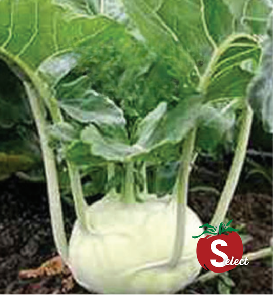 Early White Vienna Kohlrabi Seeds - Blessings Grow Meadows