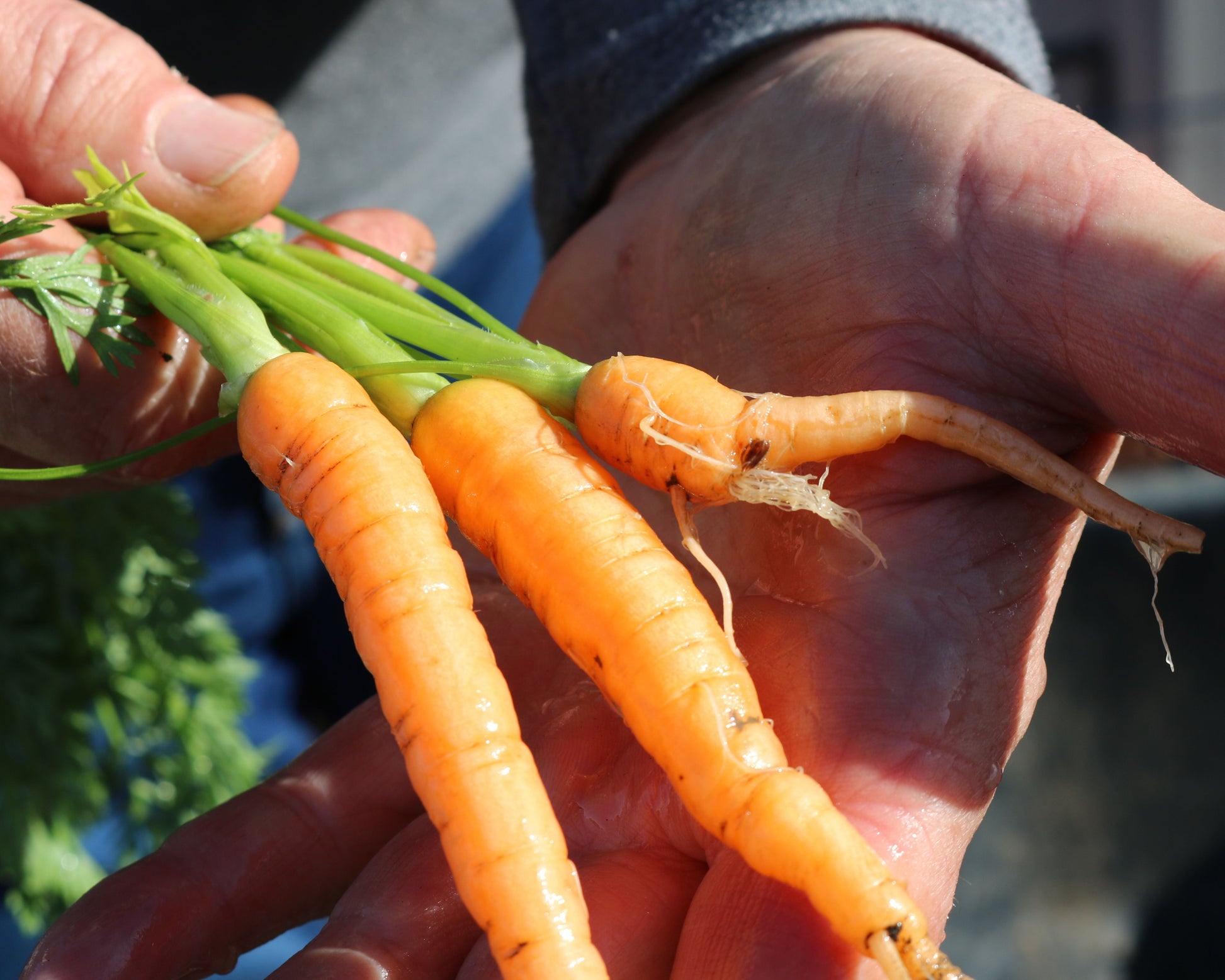 Packet of Envy Hybrid Carrot Seeds from Seeds 'n Such, showing 500 seeds in a colorful seed packet.