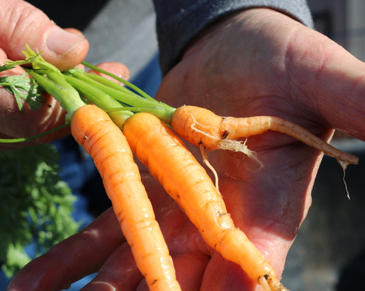 Envy Hybrid Carrot Seeds - Blessings Grow Meadows