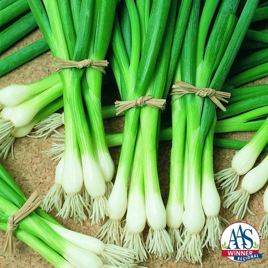Evergreen White Bunching Scallion Seeds - Blessings Grow Meadows