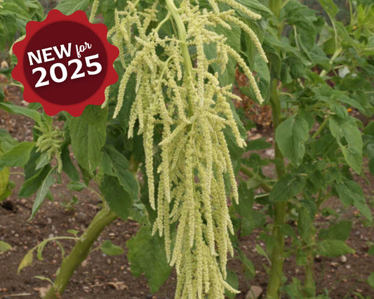 Green Tails Amaranth Seeds - Blessings Grow Meadows