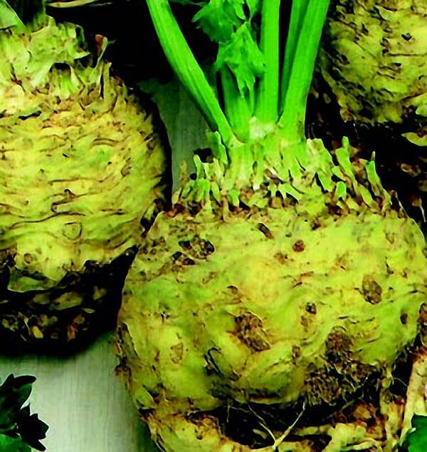 Large Smooth Prague Celeriac Seeds - Blessings Grow Meadows